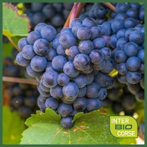 IBC-commande-viticulture